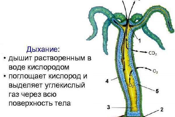 Что такое кракен в интернете